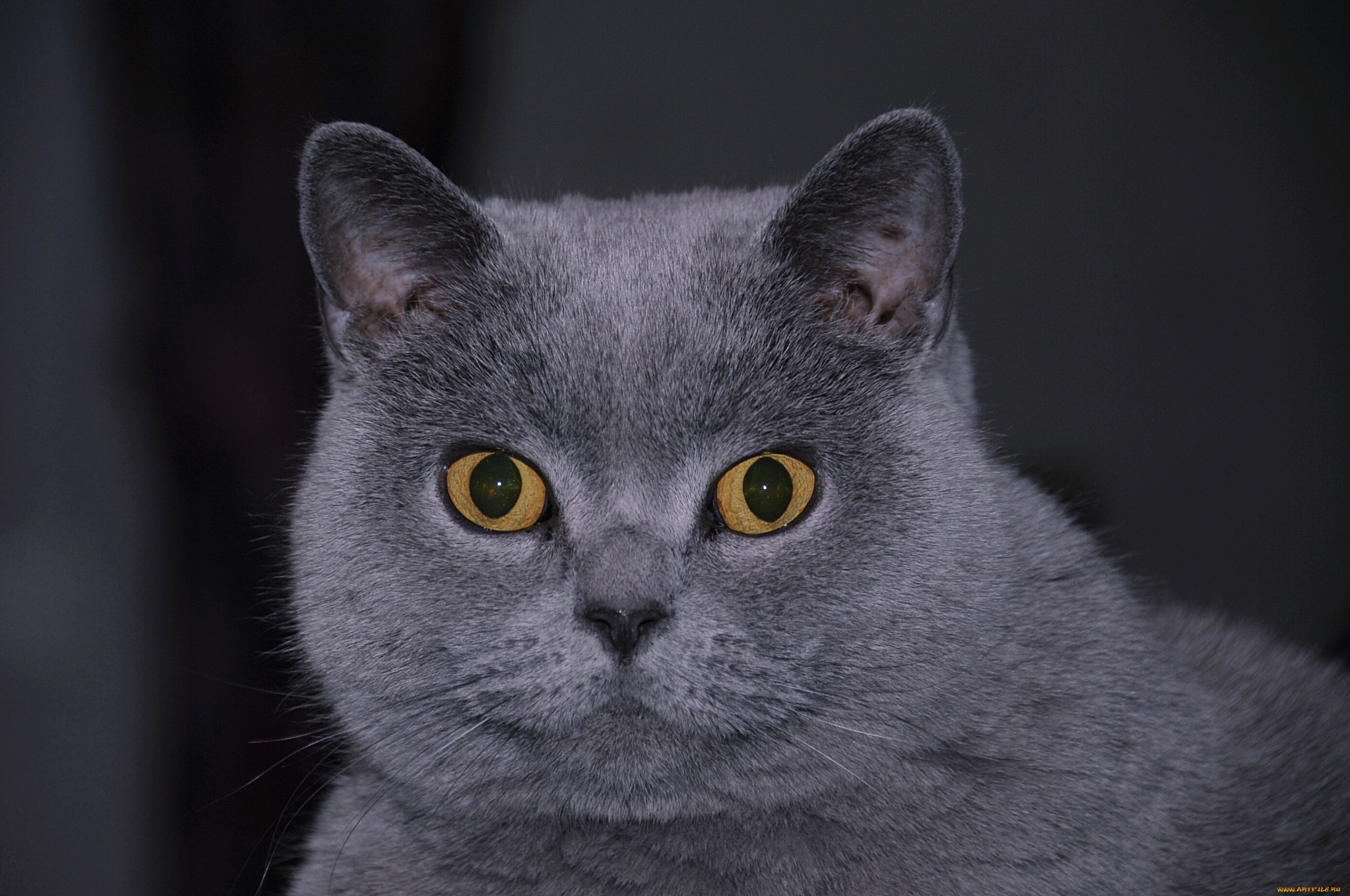 , , cat